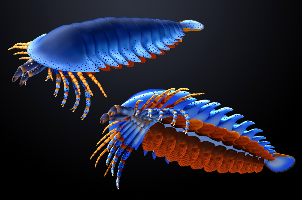 Artistic reconstruction of Megachelicerax cousteaui